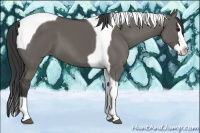 Horse Color:Grullo Splash Tobiano