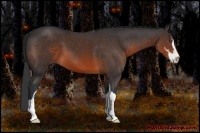 Horse Color:Brown Sabino 