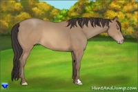 Horse Color:Sable Champagne 