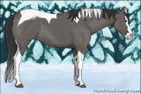 Horse Color:Grullo Splash Tobiano 