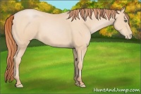 Horse Color:Buckskin Pearl Frame Rabicano