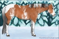 Horse Color:White Spotted Bay Splash Tobiano Rabicano