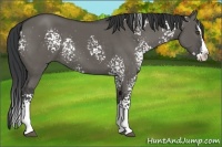 Horse Color:White Spotted Grullo Splash 