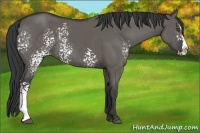Horse Color:White Spotted Grullo Splash 