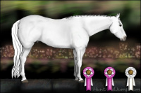 Horse Color:Gray Smoky Black Splash Tobiano 
