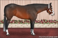 Horse Color:Brown Splash