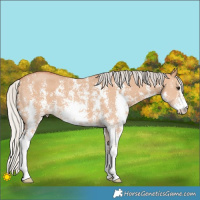 Horse Color:Silver Bay Dun Sabino 