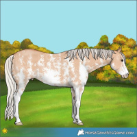 Horse Color:Silver Bay Dun Sabino 
