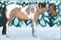 Horse Color:Buckskin Roan Tobiano 