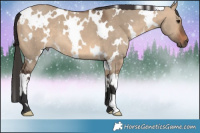 Horse Color:White Spotted Brown Dun 