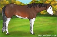 Horse Color:Bay Splash 