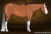 Horse Color:Bay Splash