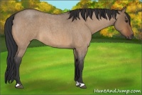 Horse Color:Bay Roan Dun 