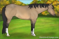 Horse Color:Buckskin Dun 