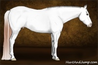 Horse Color:White Spotted Grullo Splash Appaloosa 