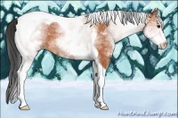 Horse Color:White Spotted Bay Tobiano 
