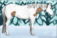 Horse Color:Bay Dun Splash Tobiano 