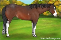 Horse Color:Unknown 