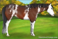 Horse Color:White Spotted Bay Splash