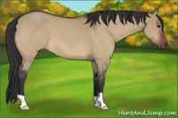 Horse Color:Bay Roan Dun 