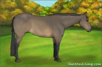 Horse Color:Buckskin 