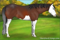 Horse Color:Bay Splash 