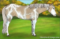 Horse Color:White Spotted Silver Smoky Grullo Splash Rabicano 
