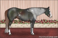 Horse Color:Liver Chestnut Sabino Splash 