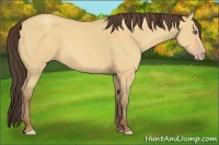 Horse Color:Amber Champagne Dun Frame Rabicano 