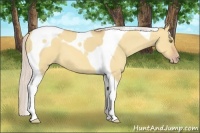 Horse Color:Silver Amber Champagne Dun Tobiano 