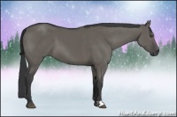 Horse Color:Grullo 