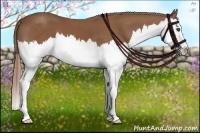 Horse Color:Chestnut Sabino Splash