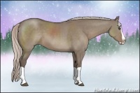 Horse Color:Silver Grullo Splash