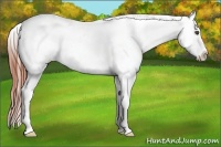 Horse Color:White Spotted Bay Roan Splash Frame Appaloosa