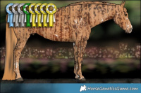Horse Color:White Spotted Liver Chestnut Sabino  Brindle