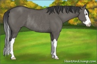 Horse Color:Grullo Sabino Splash Rabicano 