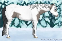 Horse Color:Grullo Splash Tobiano Frame Rabicano