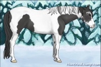 Horse Color:Smoky Black Sabino Tobiano