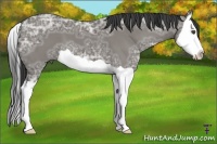 Horse Color:Grullo Ice Splash 