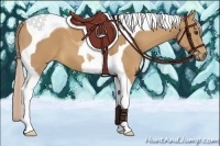 Horse Color:Palomino Tobiano 