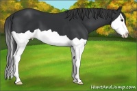 Horse Color:Black Splash 
