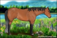 Horse Color:Bay Rabicano 