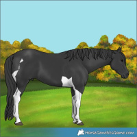 Horse Color:Black Tobiano 
