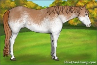 Horse Color:White Spotted Chestnut 