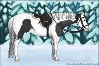 Horse Color:Black Splash Tobiano