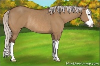 Horse Color:Silver Bay Dun Sabino Splash Rabicano 