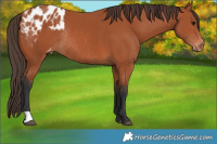 Horse Color:Bay Appaloosa Rabicano 
