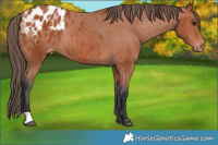 Horse Color:Bay Appaloosa Rabicano 