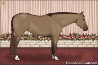 Horse Color:Liver Red Dun 