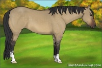 Horse Color:Bay Dun Sabino 